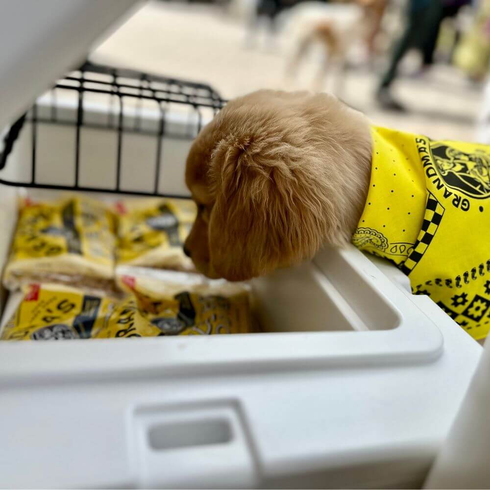 Puppy smelling fresh egg noodles.